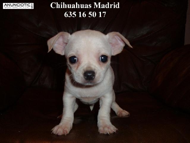 Chihuahuas cachorros minis