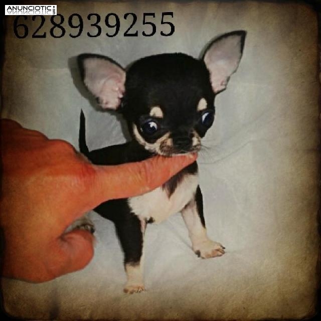 Chihuahuas rsce fci exclusivos