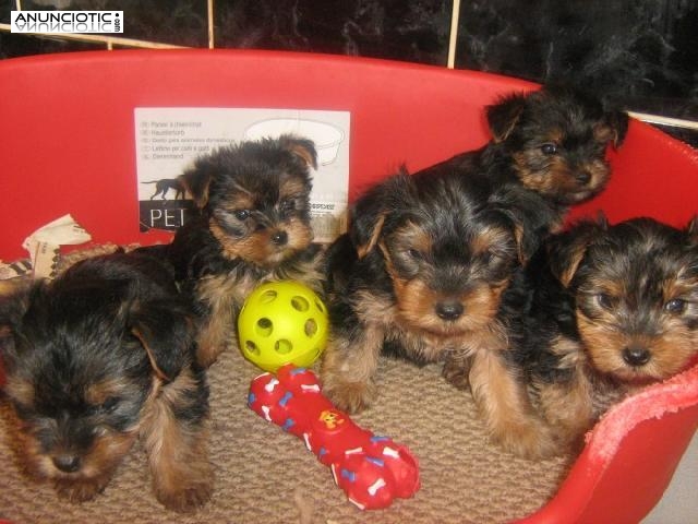  Cachorros de yorhshire mini y toy