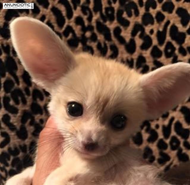 Fennec fox disponibles