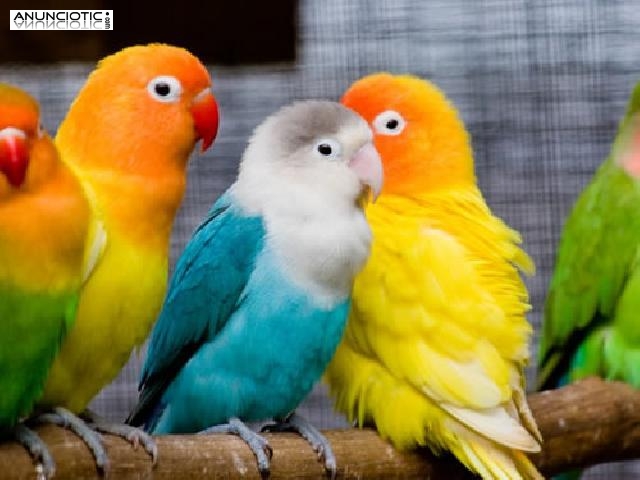 Venta de Pájaros en Madrid 