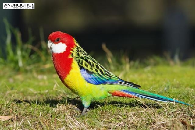 Venta de Pájaros en Madrid 