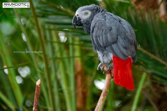 Loros grises cola roja en Madrid