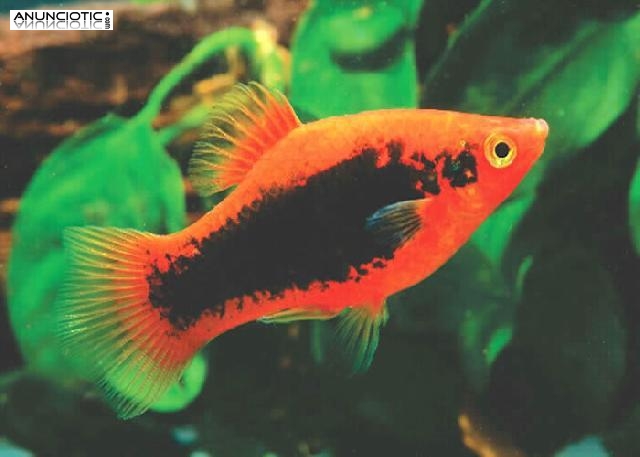 Venta de peces Platy Madrid