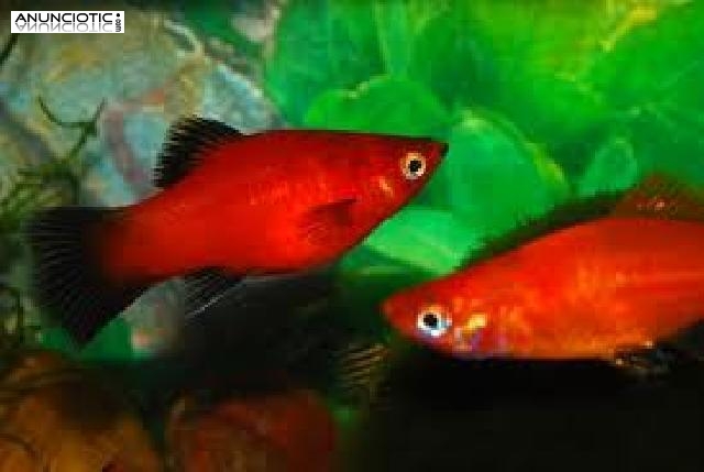 Venta de peces Platy Madrid