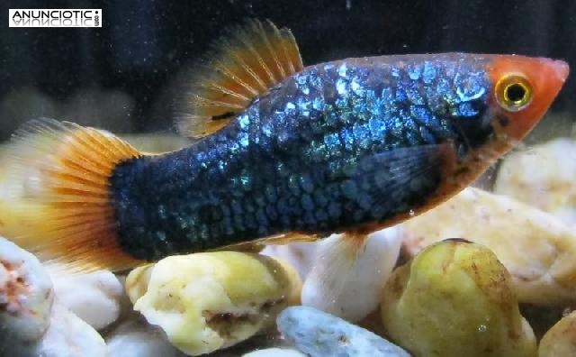 Venta de peces Platy Madrid