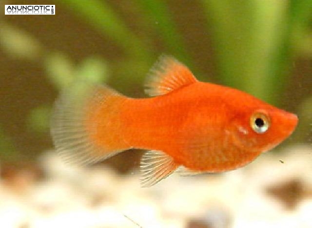 Venta de peces Platy Madrid