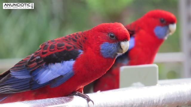 Venta de Rosella Multicolor Madrid