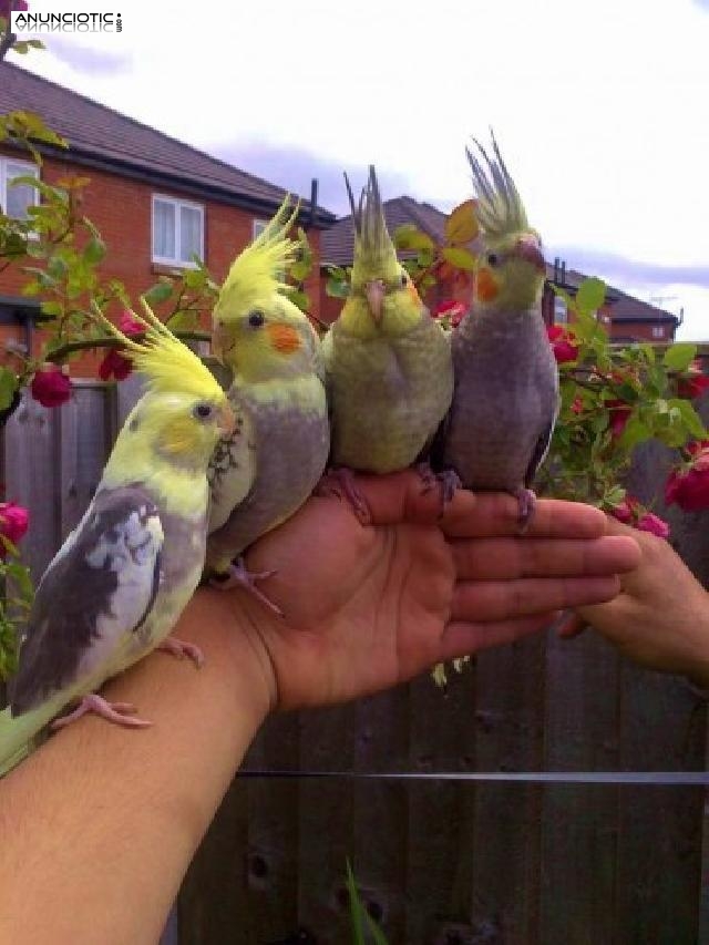 Hermosa mano criados Cockatiels bebé