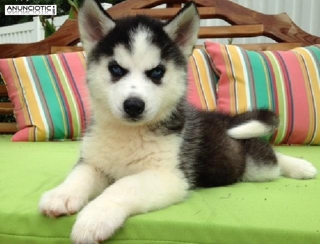 cachorros husky siberiano para su aprobación