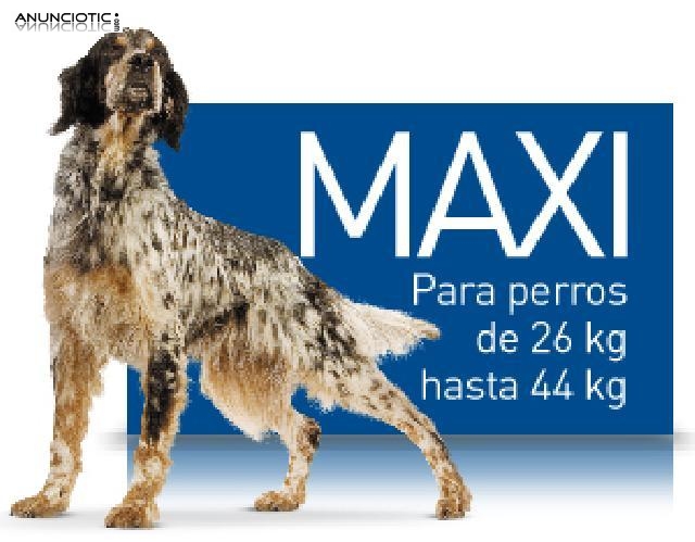 Oferton royal canin maxi adult 43 ?