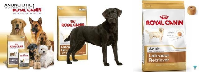 Oferton royal canin labrador adulto12 kg 43?