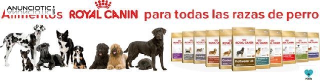 Oferton royal canin labrador adulto12 kg 43?