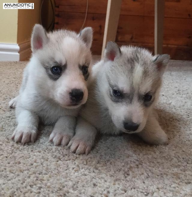 regalo Magnificoscachorros de husky macho y hembra economicos 