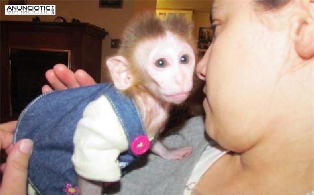 Bebé lindo monos capuchinos