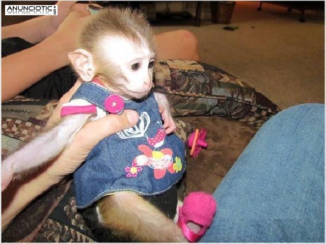 Bebé lindo monos capuchinos