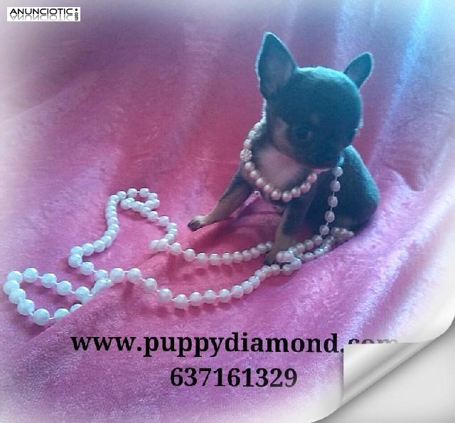 Exclusivos chihuahuas puppydiamond miniatura