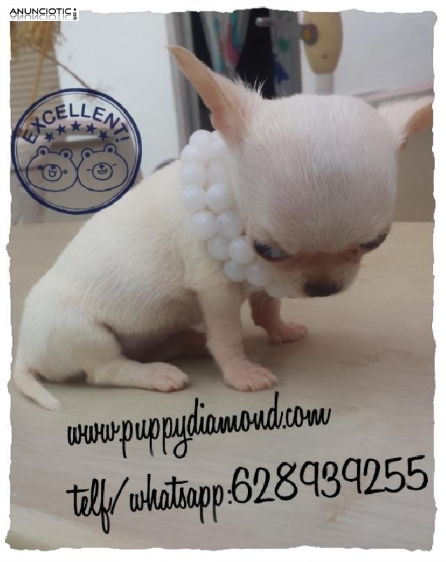 Exclusivos chihuahuas puppydiamond miniatura