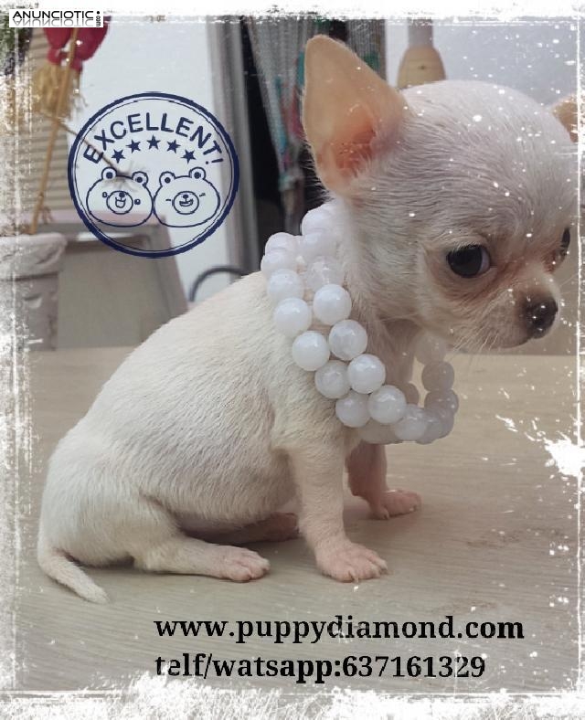 Exclusivos chihuahuas puppydiamond miniatura