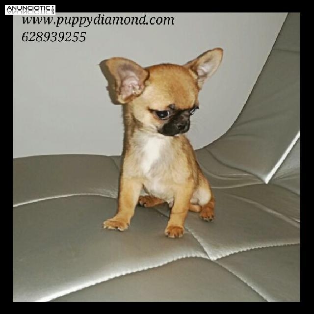 Exclusivos chihuahuas puppydiamond miniatura