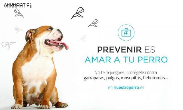 Antiparasitarios para perro en nuestroperro