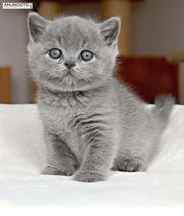 Británico de pelo corto British Shorthair