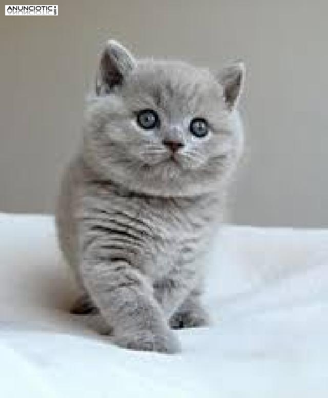 Británico de pelo corto British Shorthair