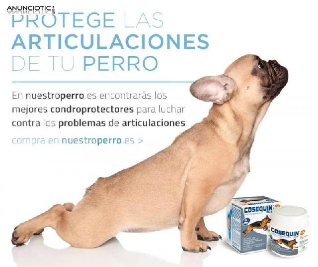 Condroprotectores para perro