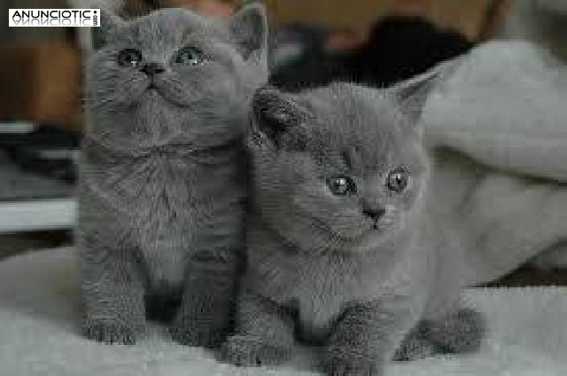 Adorables gatitos británico del pelo corto