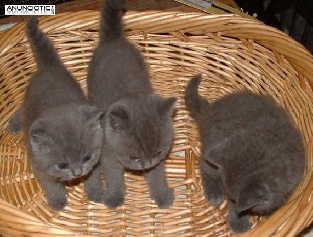 gatitos pedigrí GCCF Británico de Pelo Corto