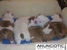 Bulldog Inglés cachorros gratis