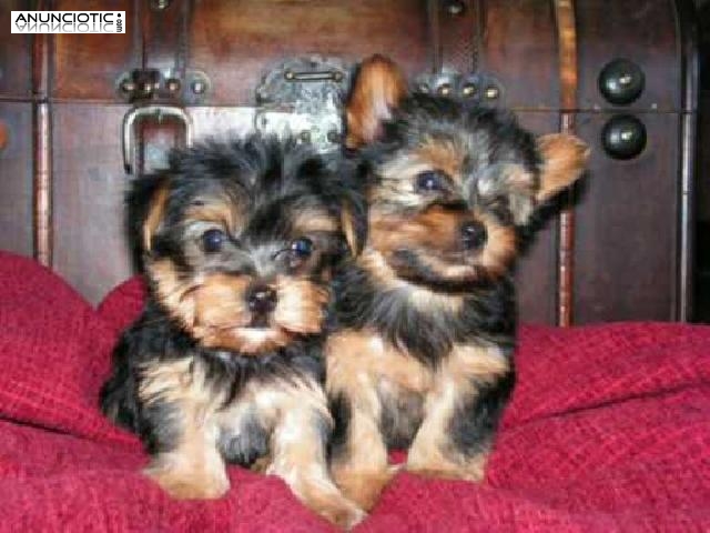 Regalo cachorros toy, de yorkshire terrier