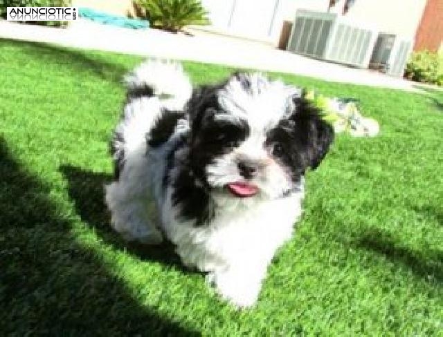 Cachorros machos y hembras de Shih Tzu disponibles