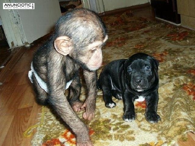 Monos adorables del chimpancé del bebé para la venta