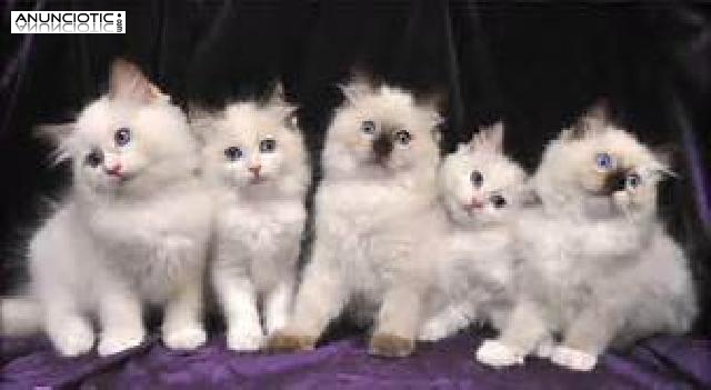 Gatos Ragdoll de pura raza