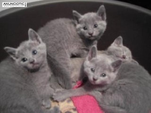 Lindos Gatitos rusos Azul de pedigrí