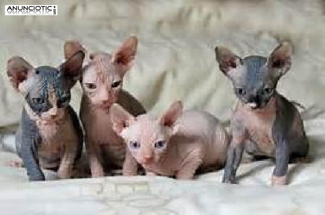 Sphynx Gatitos Con Pedigree