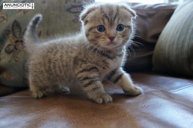 Scottish Fold Gatos