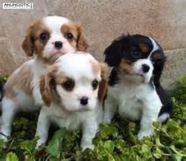 Adorable Cavalier King Charles cachorros