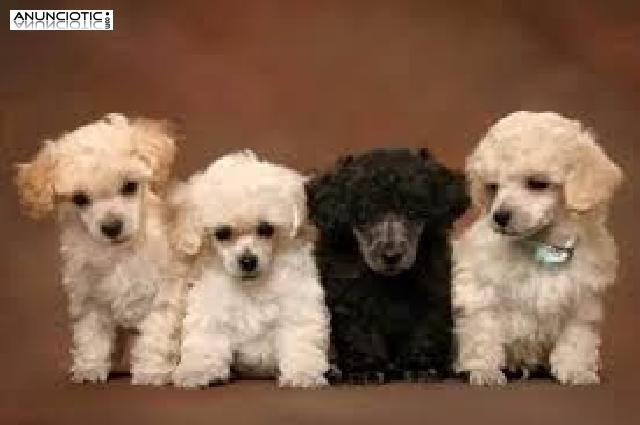 Cachorros de Caniche Toy