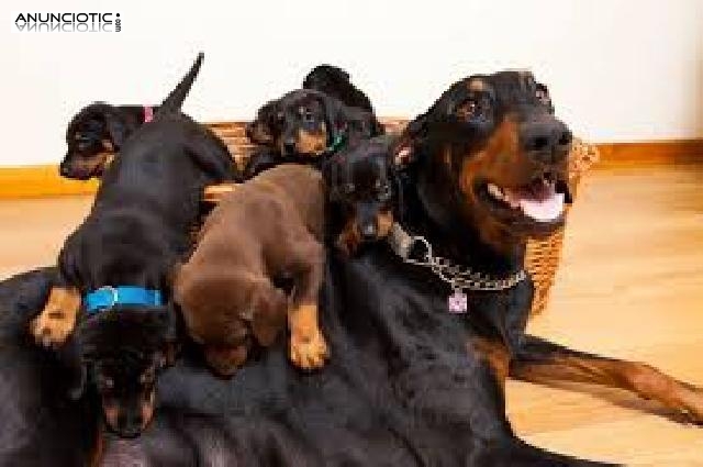 Ultimo Doberman Super Calidad y Salud