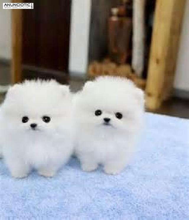 Cachorros Pomerania