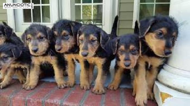 Cachorros Airedale Terrier