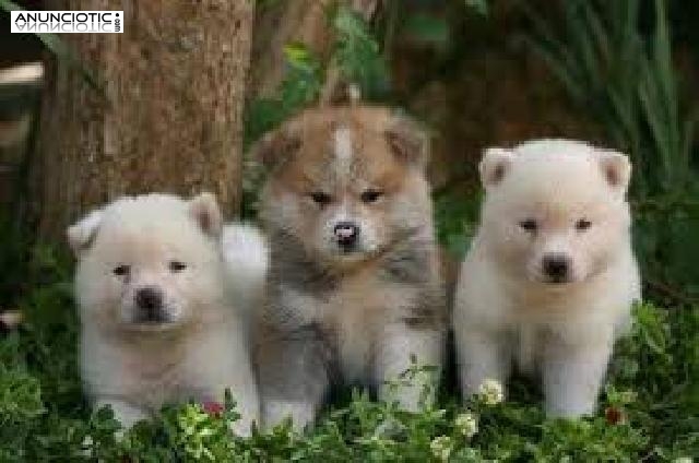 Cachorros de calidad Akita