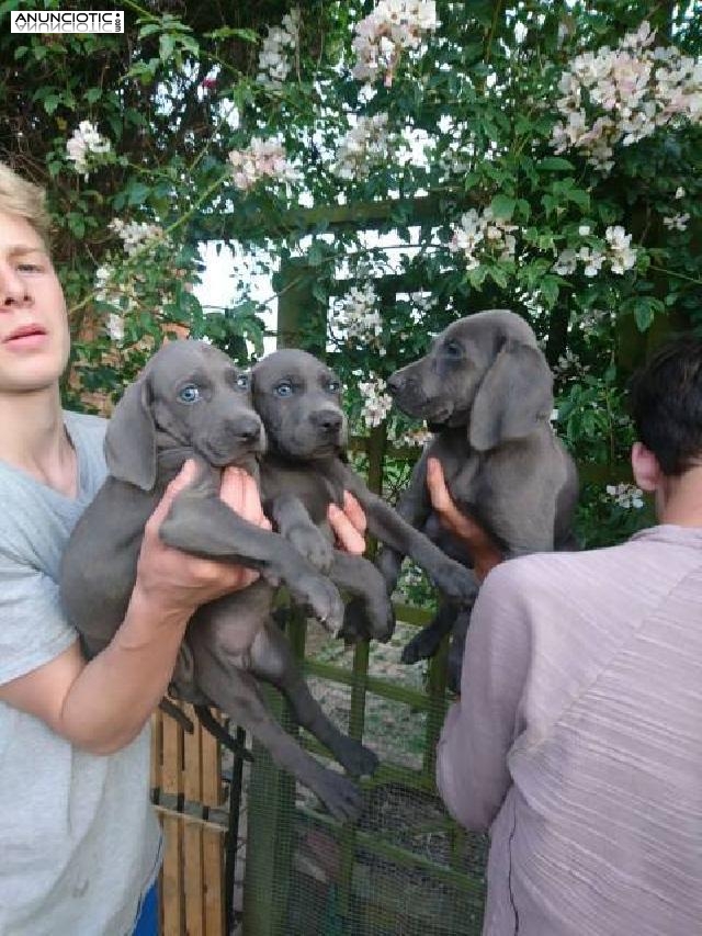 Lindos cachorros weimaraner