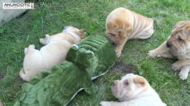 Pedigree shar pei cachorros