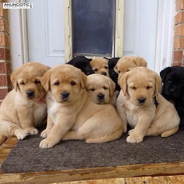 Los perritos labrador de oro