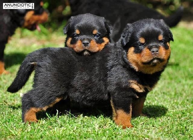 Cachorros Rottweiler