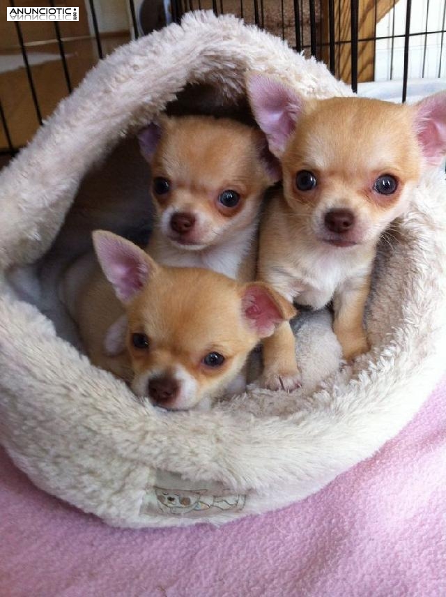 Cachorros chihuahua lindos