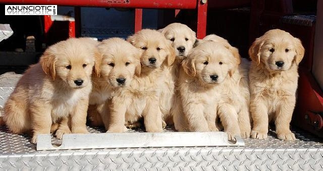 Golden Retriever cachorros